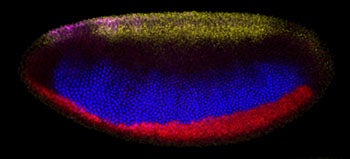 Drosophilia cell layers