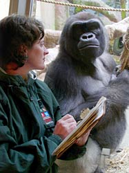 Dr. Lukas with a gorilla at Cleveland Metroparks Zoo