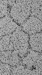 proteoglycan