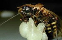 Climbing cockroach