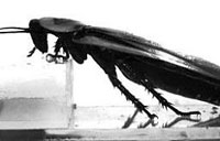 Climbing cockroach