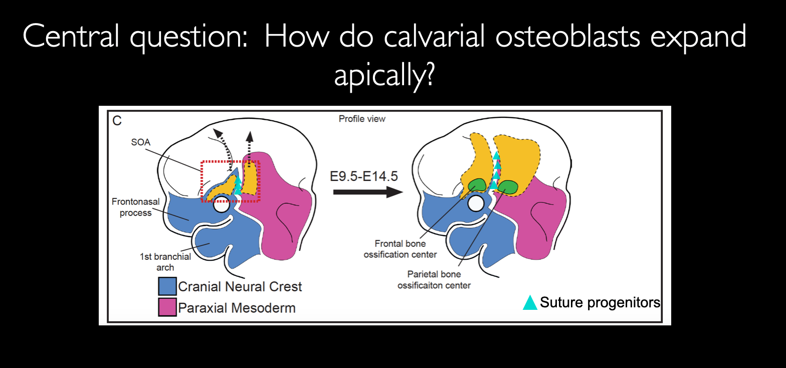 How do calvarial osteoblasts expand apically?