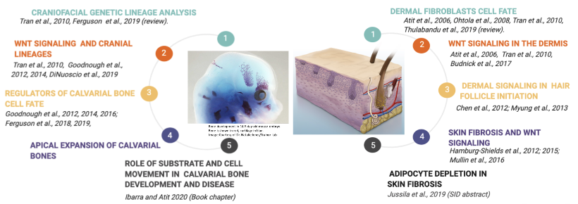 A list of 10 publications shown alongside hair follicle and mouse embryo diagrams