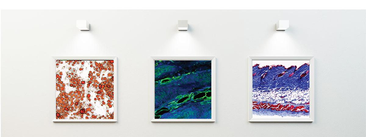 Close up of three images depicting research in craniofacial skin and bone development in the mouse embryo.