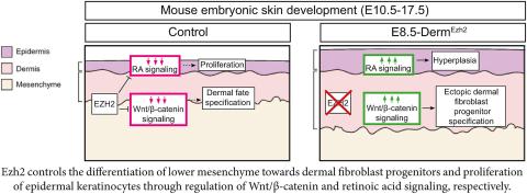 Mouse embryonic skin development