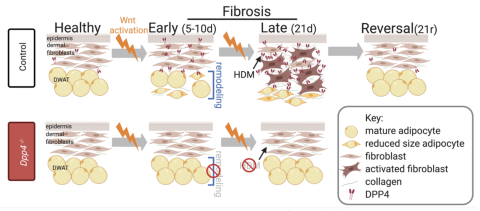 Chart of skin fibrosis and recovery