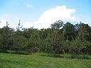 appletrees.jpg