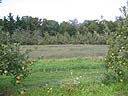 landscape1.jpg