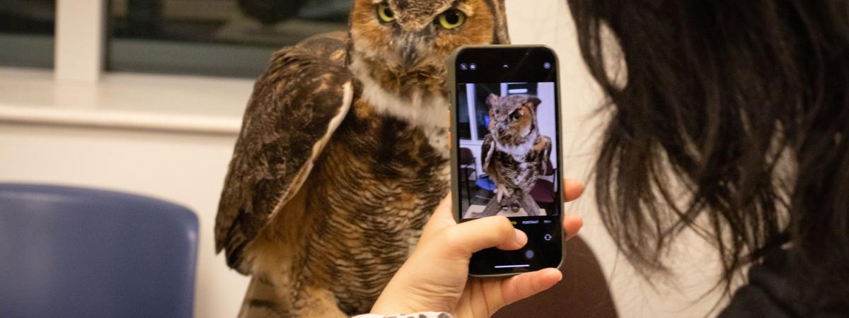 Person taking picture of owl with phone, Tanvir Hasan credit