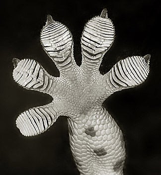 Gecko Foot