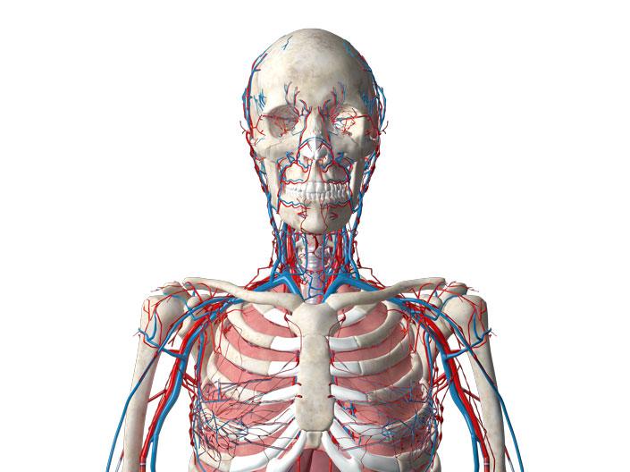 Human Skeleton