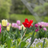 Photo of red, pink and purple flowers growing in a green field