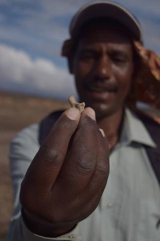 An anthropologist looks at a small fragment of bone.