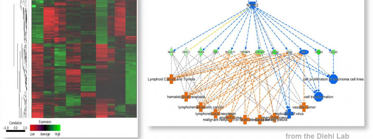 Identifying molecules and pathways critical for drug-resistance in cancer