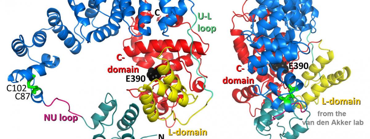 Structure of the lytic transglycosylase of C. jejuni