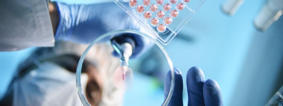 A scientist using a pipette with a microtiter plate and a petri dish