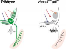 Vagnozzi_Figure_7_figure_supplement_1