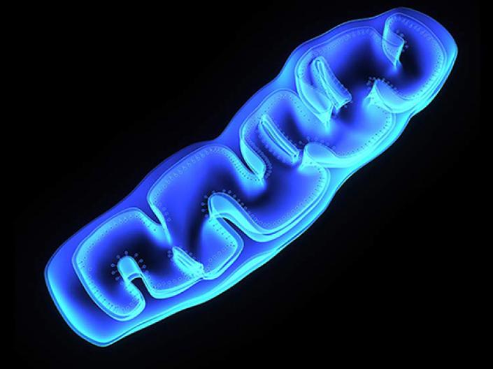 Image of glowing light and dark blue scan of in the medial plane of a mitochonria, with inner folds and cilia, against a black background