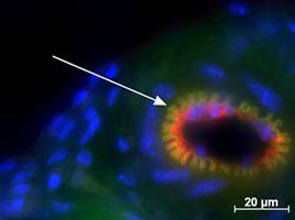 Image of a tomato-lectin labeled blood vessel