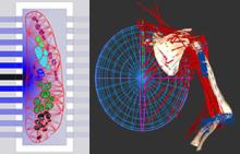3D rendering of Complete model of the muscle control of the shoulder with selective nerve stimulation