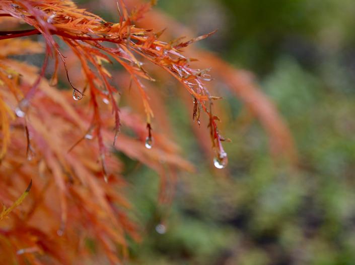 An image of a red tree.