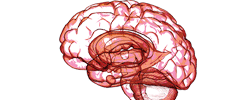 Unlocking the Secrets of Autism