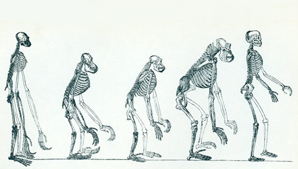 human evolution