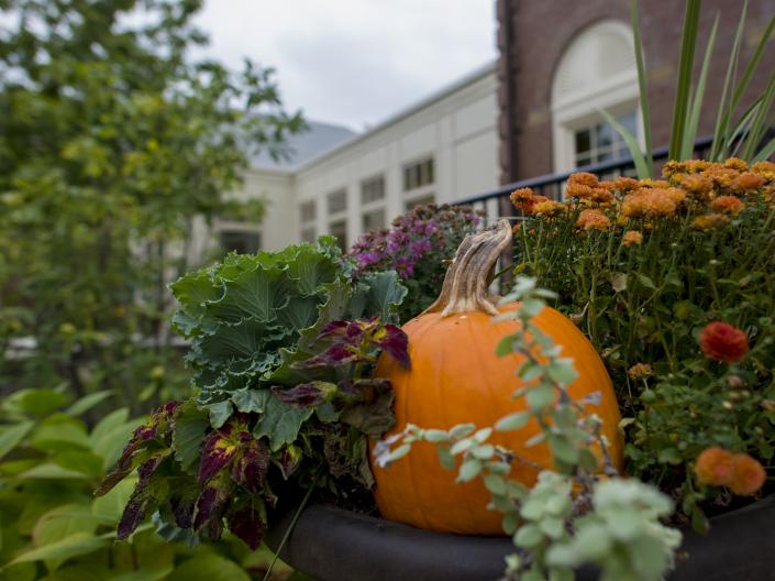 Pumpkin and Flowers