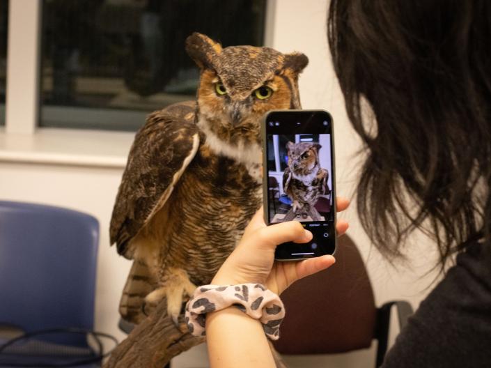 Person taking picture of owl with phone, Tanvir Hasan credit