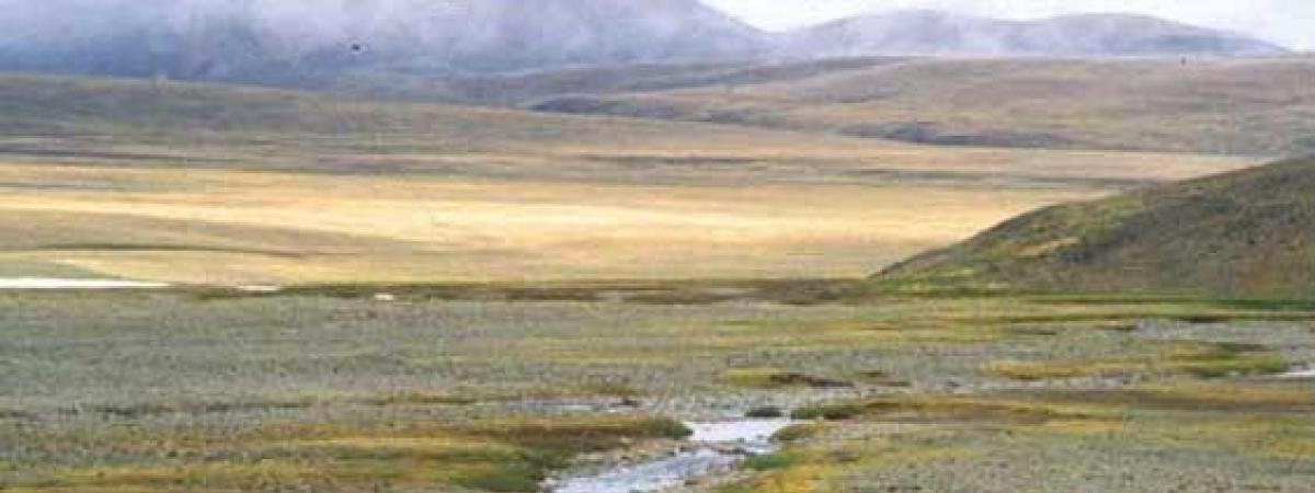 Picture of alpine landscape, and foggy mountains in background and Yaks resting in foreground