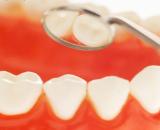 Health gums with teeth inside mouth.