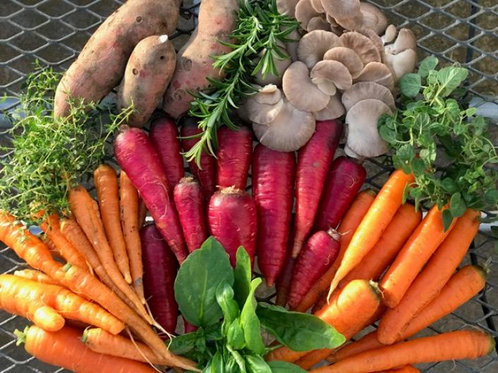 Farm Food Program Harvest