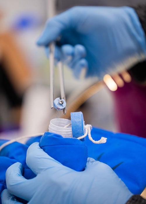 Two gloved hands with tweezers holding small object in lab