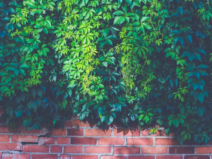 ivy covered brick wall