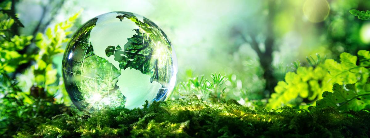 Decorative image of a glass globe in a forest